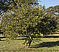 Acacia davyi